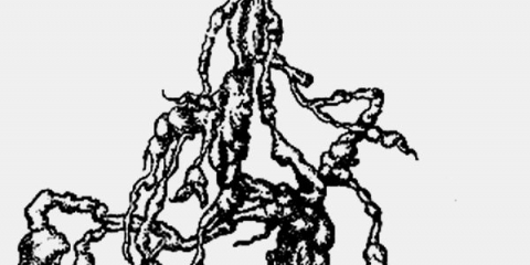 Snapdragon - raste iz sjemena, kada saditi